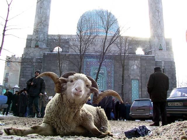 «Зәкәт» ХФ Корбанга гаризалар кабул итә